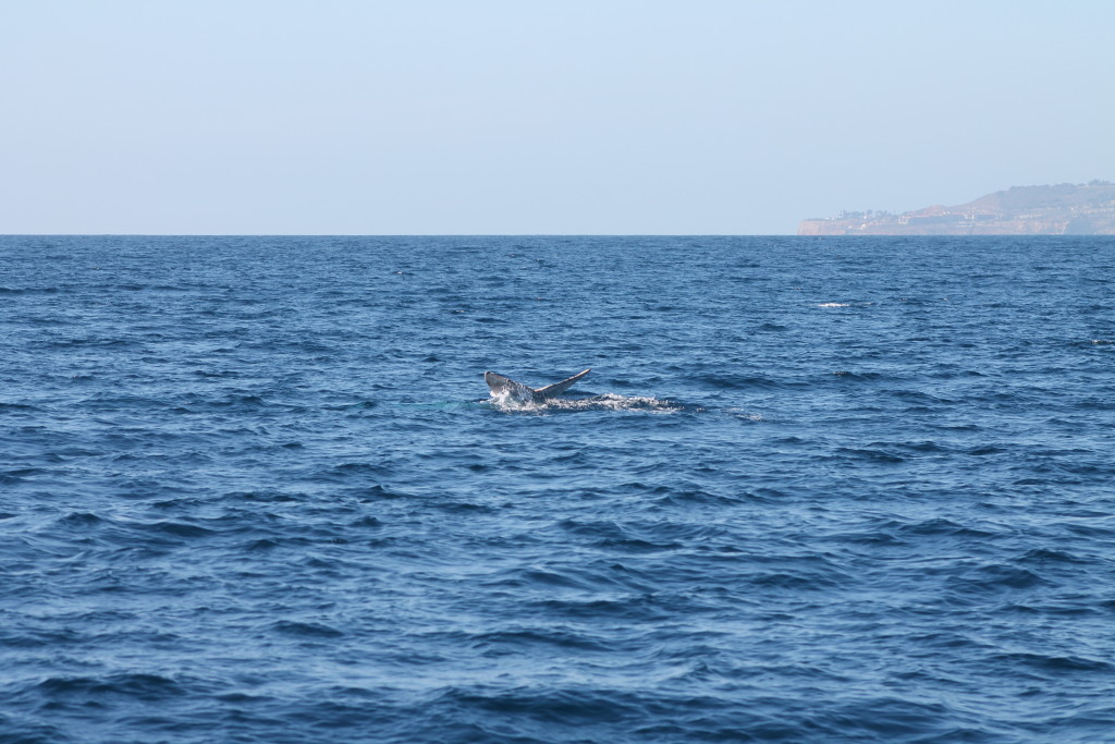 A whale giving us a wave with his fluke!
