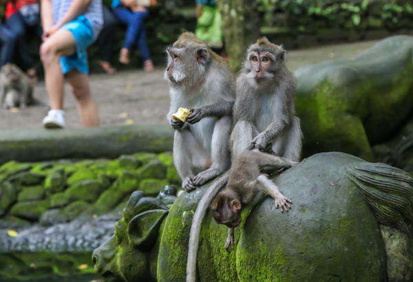 They may look cuddly, but the monkeys in Ubud's Monkey Forest are pretty vicious! I do like this photo Nick snapped of the mom pulling back the baby. Our Mom used to do the same thing when we got too rowdy. :D